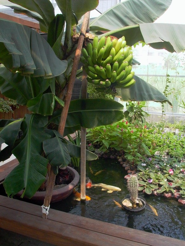 依著各種植物特性在生態水培系統中存在