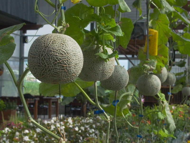 生態水培 中魚與植物自成一套循環系統